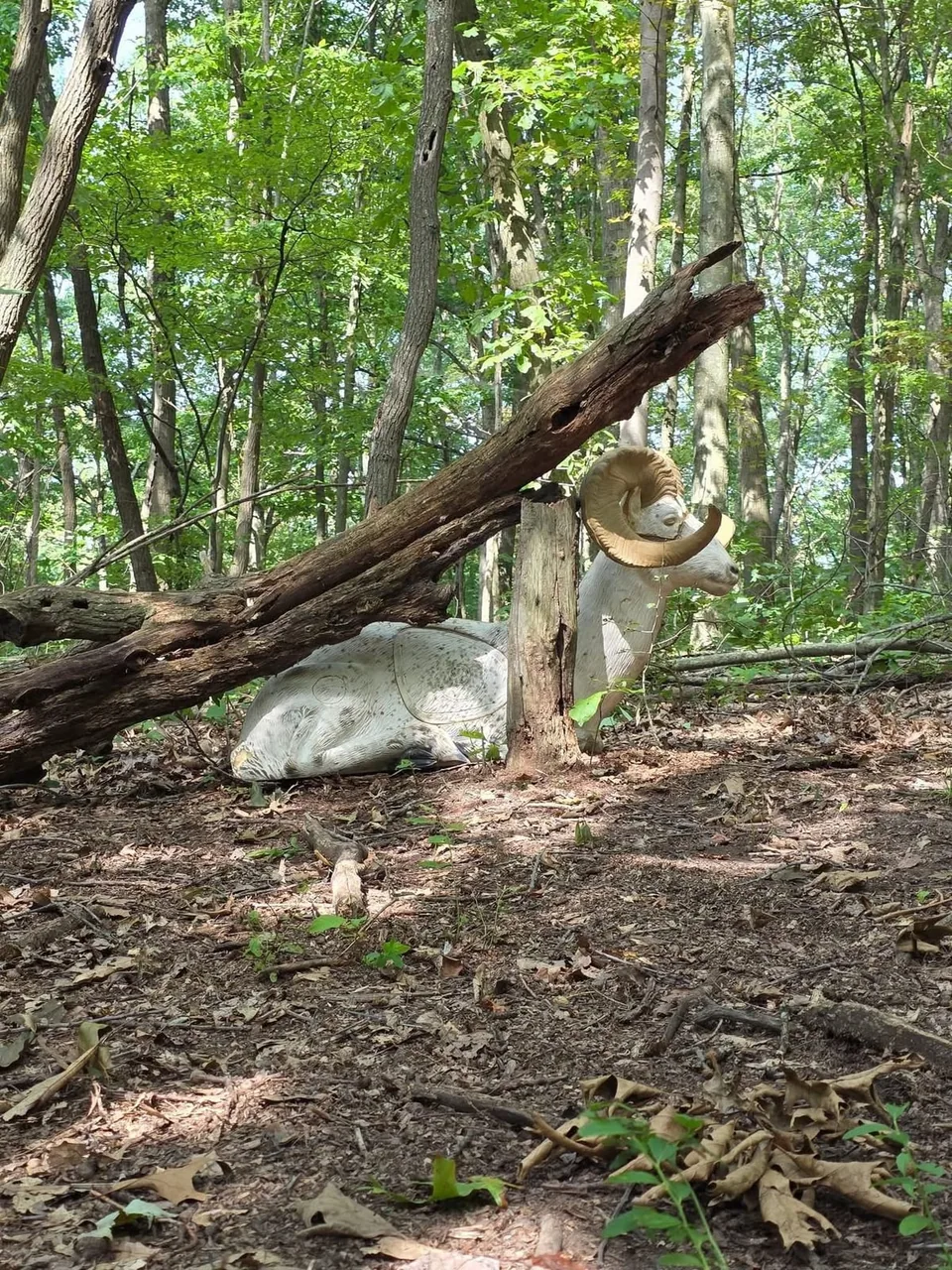 Ram target beneath a fallen tree Foam ram 3D archery target positioned beneath a fallen tree in woodland