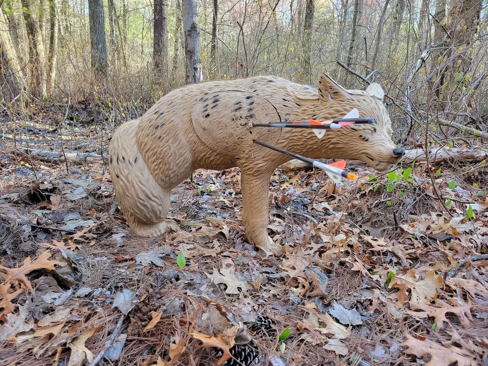 Fox target on a woodland course Foam fox-shaped 3D archery target with arrows in a woodland setting
