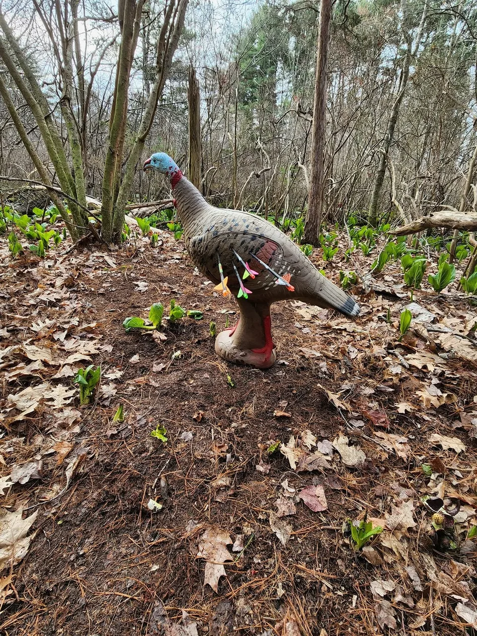 Turkey target on the forest floor Foam turkey-shaped 3D archery target with arrows in its side in woodland
