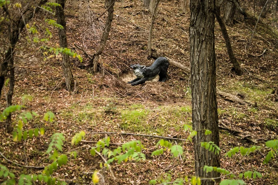 Stretching wild cat-shaped 3D archery target in a woodland course, woodland setting