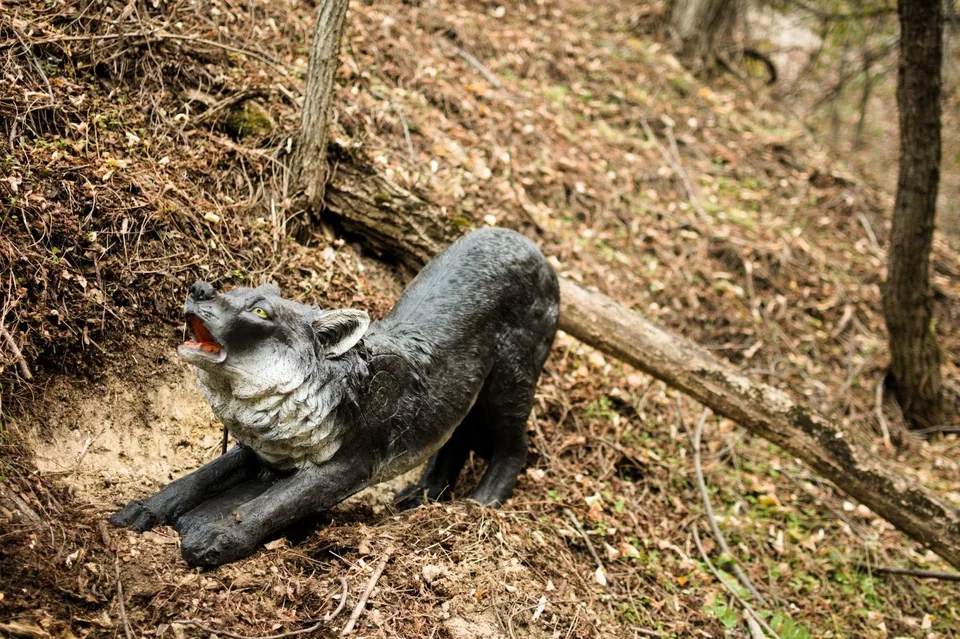Stretching wild cat-shaped 3D archery target in a woodland course, detail view