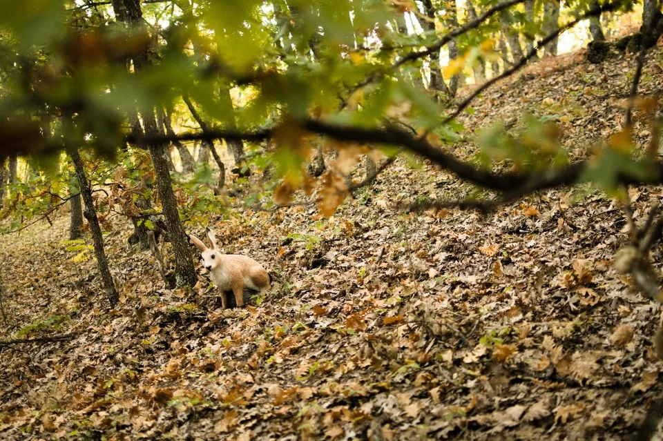 Hare-shaped 3D archery target in a woodland course, woodland setting