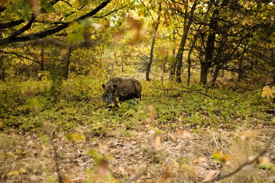Wild boar-shaped 3D archery target in a woodland course, woodland setting