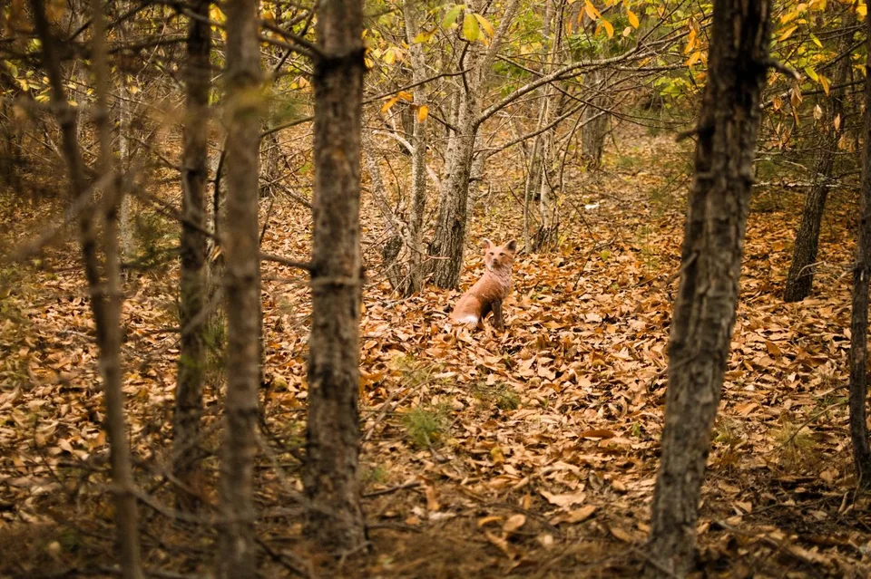 Seated fox-shaped 3D archery target in a woodland course, woodland setting