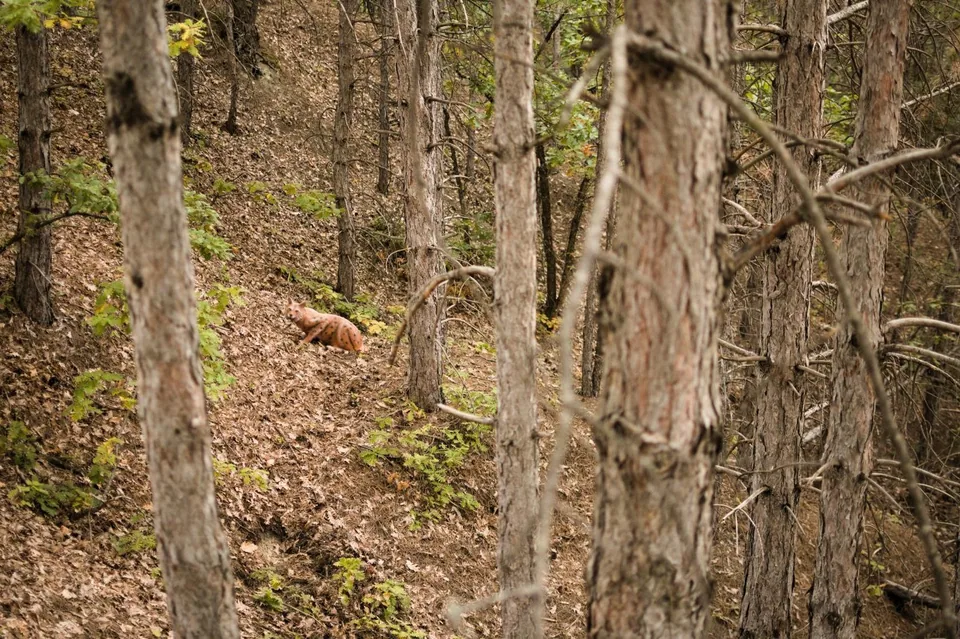 Spotted wild cat-shaped 3D archery target in a woodland course, woodland setting