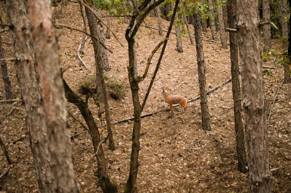Standing fox-shaped 3D archery target in a woodland course, woodland setting