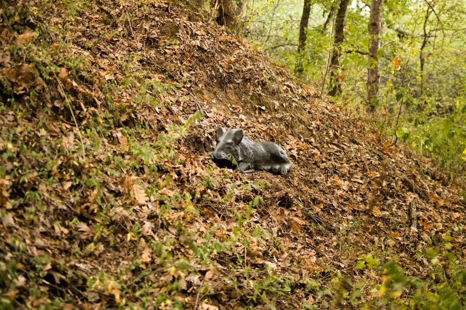 Resting wild boar-shaped 3D archery target in a woodland course, woodland setting