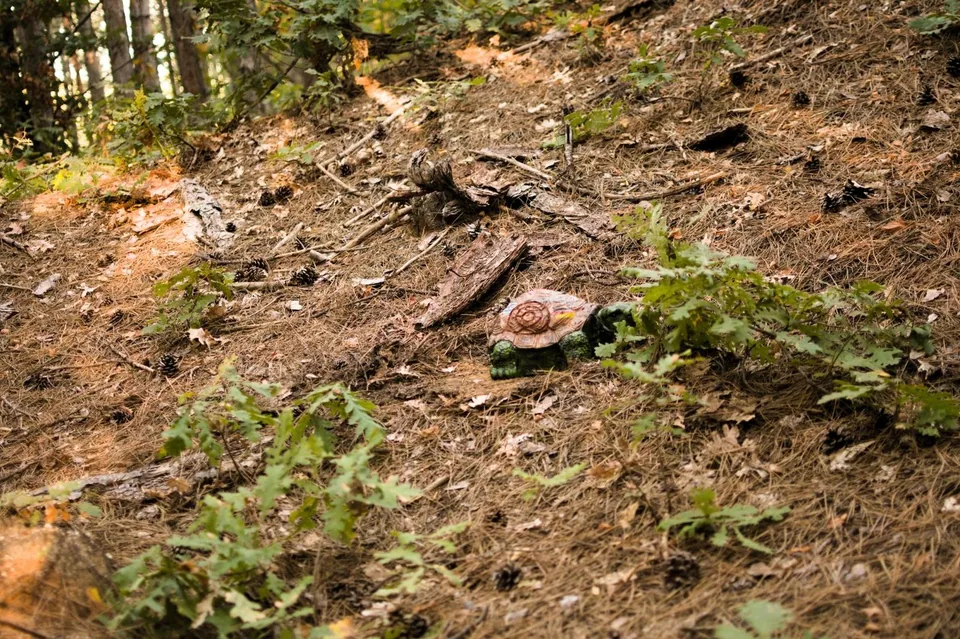 Tortoise-shaped 3D archery target in a woodland course, woodland setting