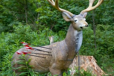 Deer target among woodland vegetation Foam 3D deer target with arrows in its side at a woodland archery course
