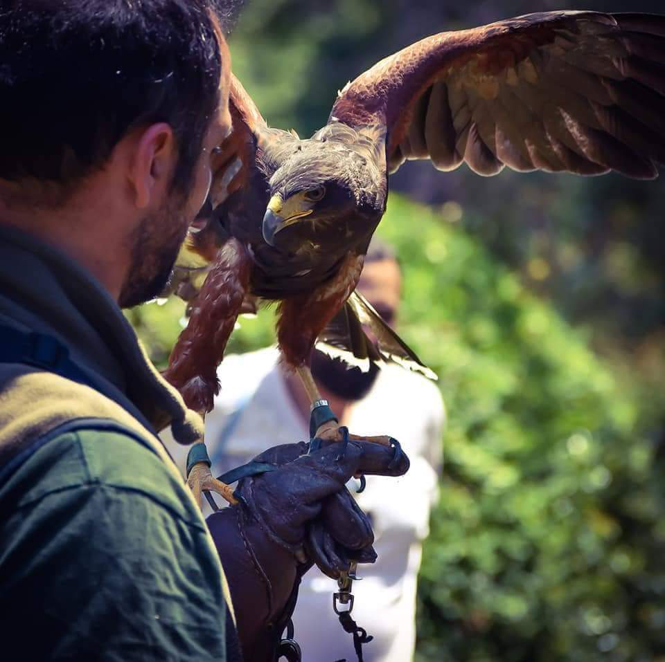 Harris hawk during the Archaeopolis Hawk Experience