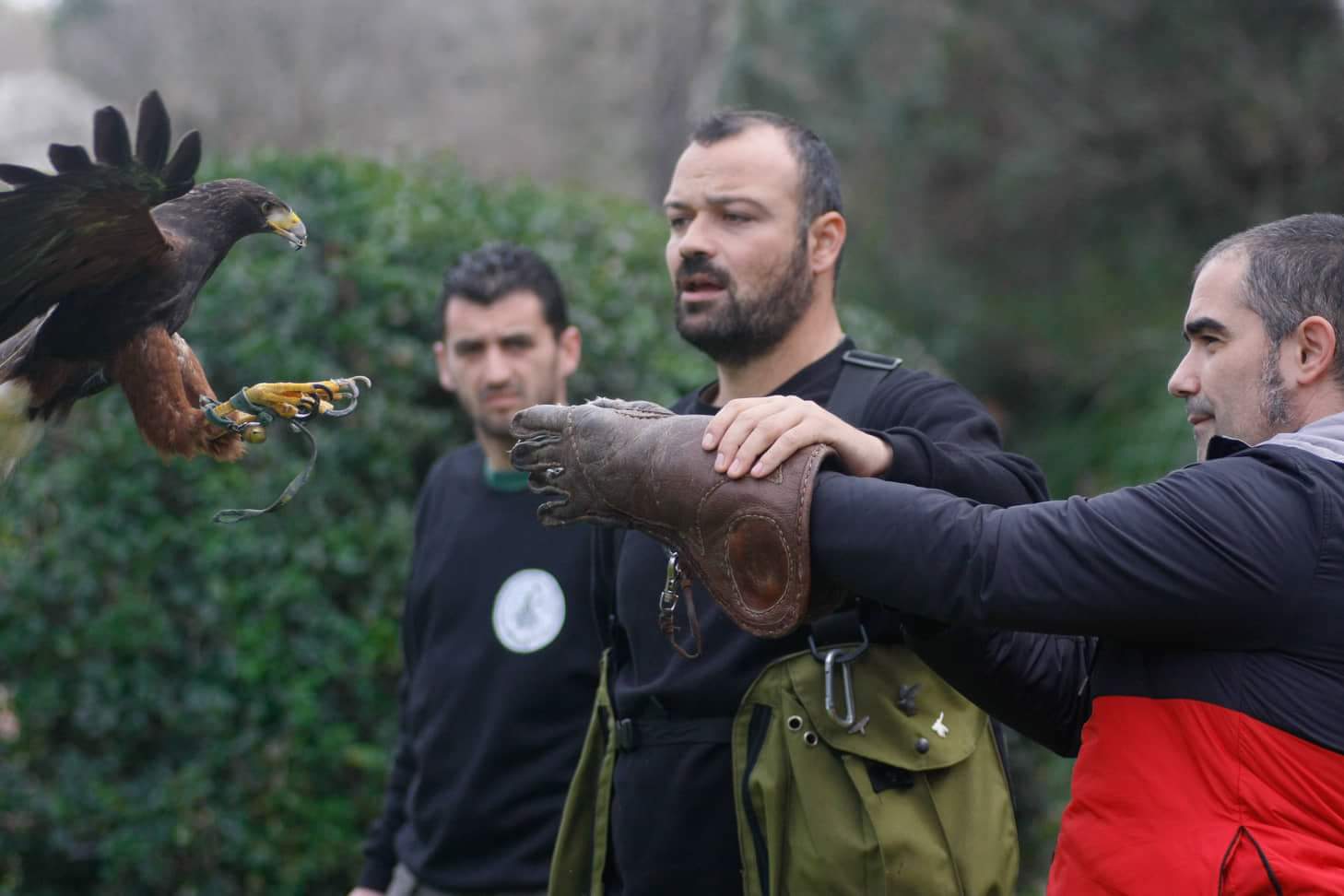 Harris hawk landing on a protected falconry glove during an Archaeopolis demonstration