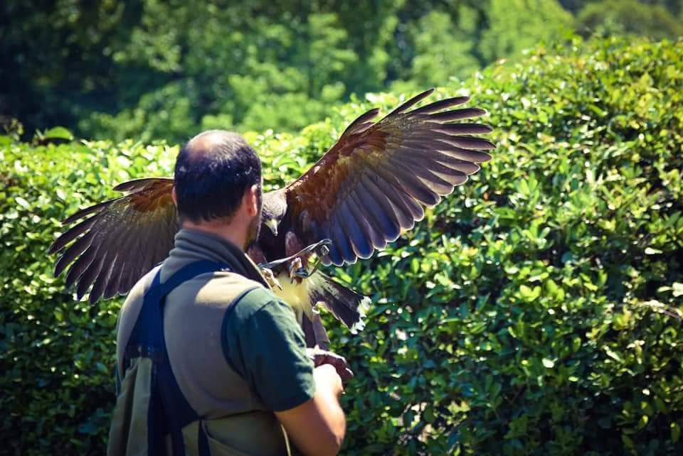 Harris hawk opening its wings beside its trainer