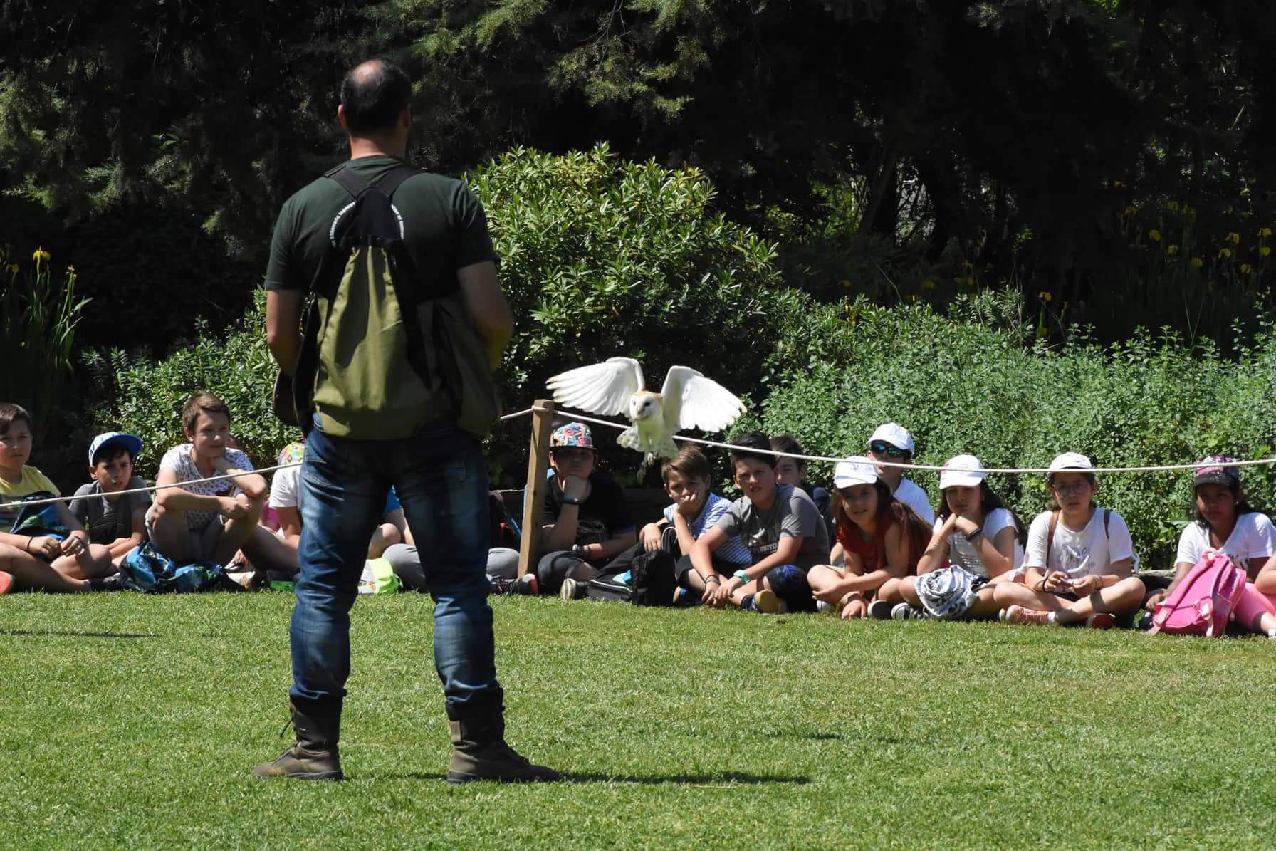 White owl flying low in front of children during an educational presentation